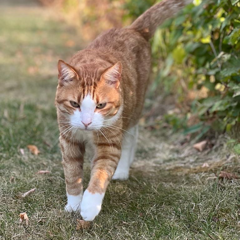 Bibino