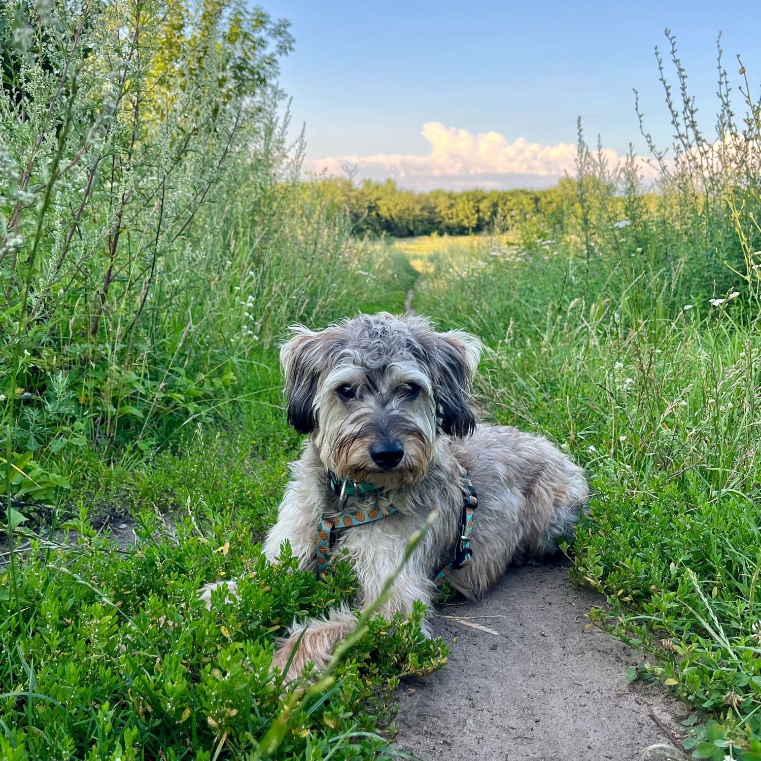 Bimba