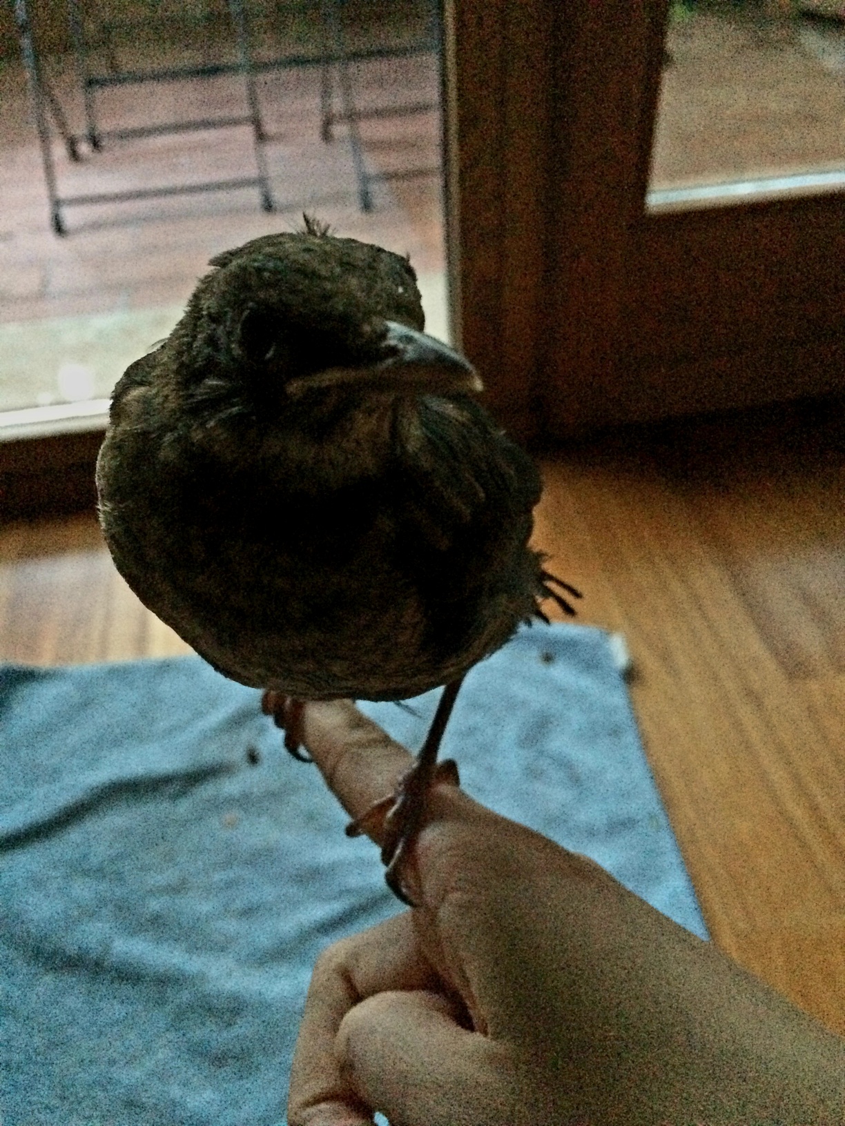 image-7