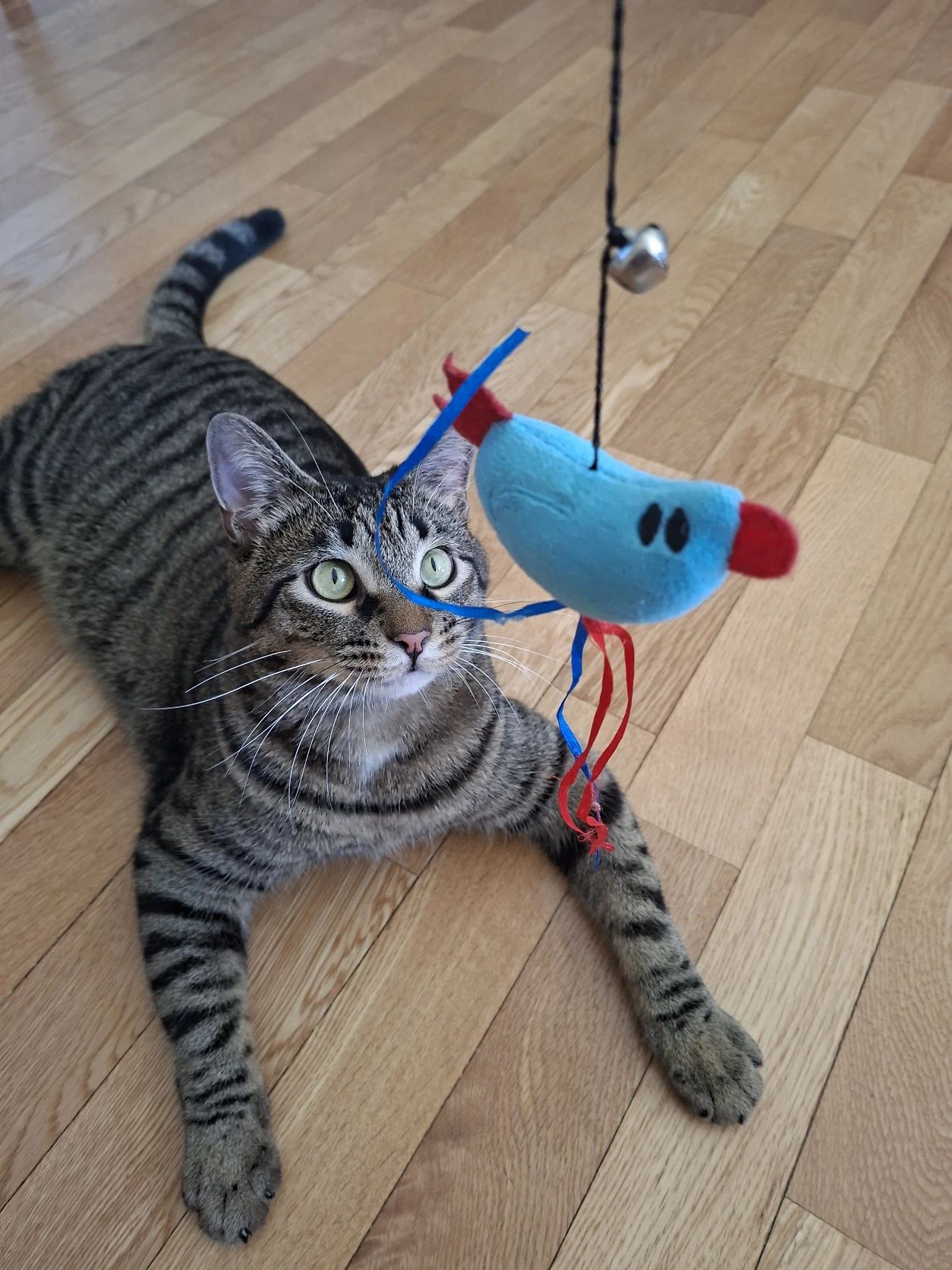 image-11