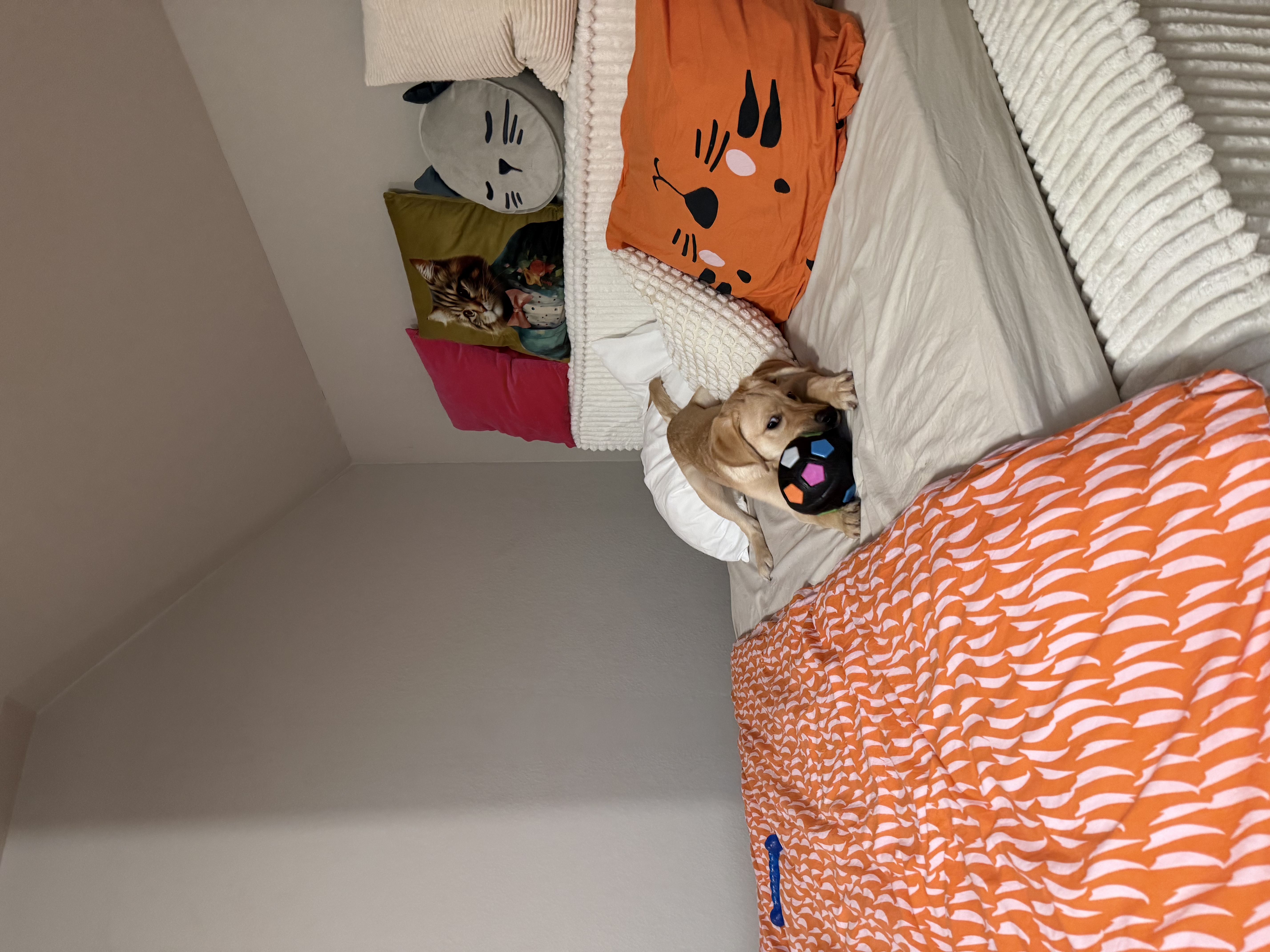 image-14