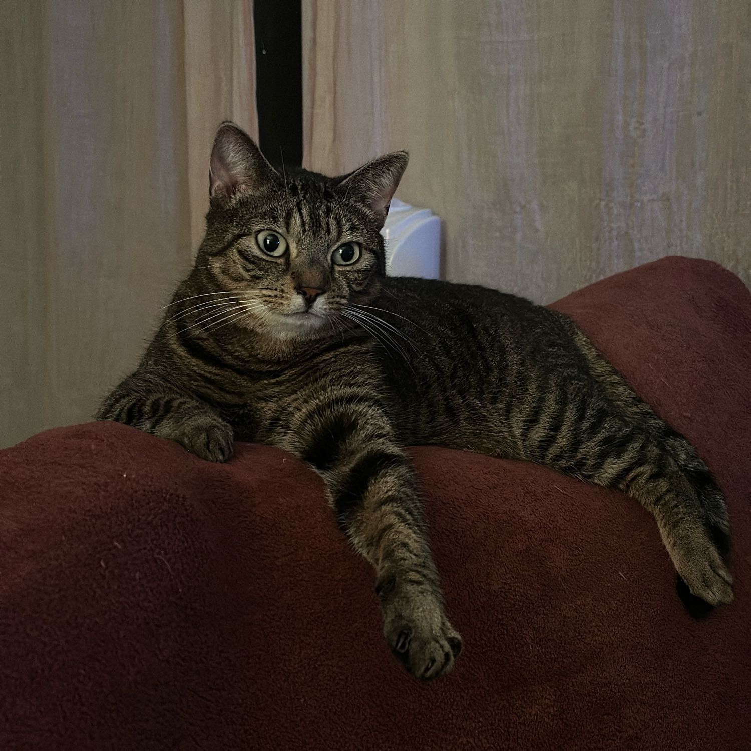 Suki