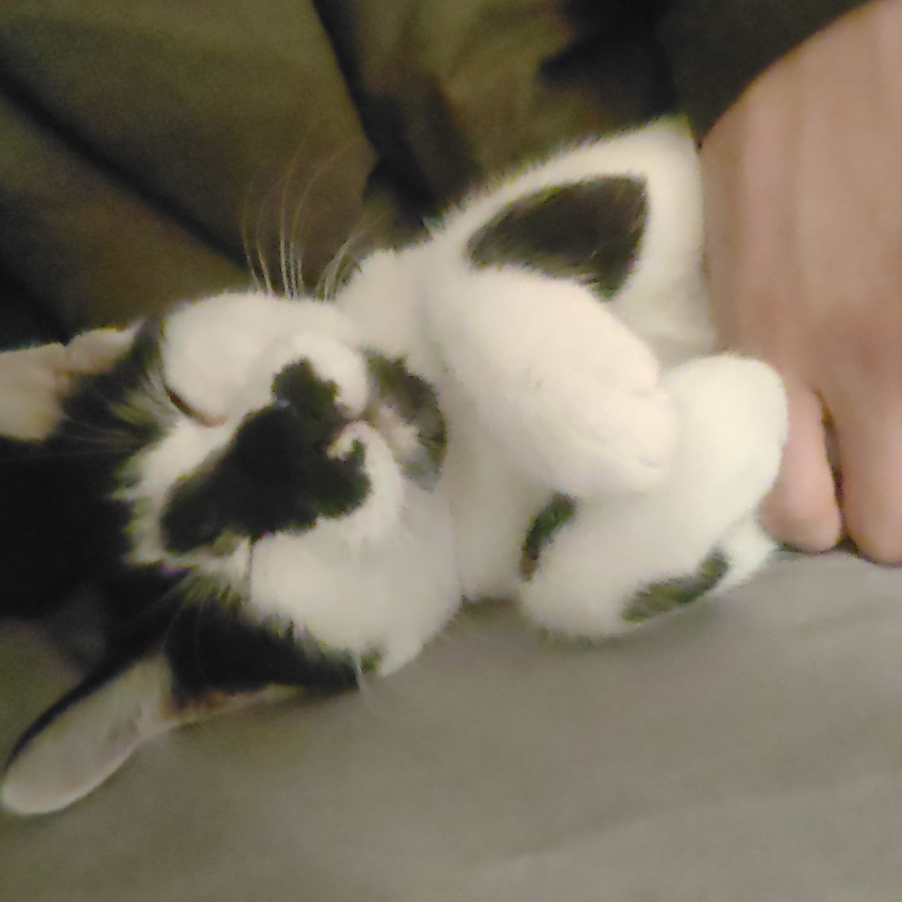 Willow