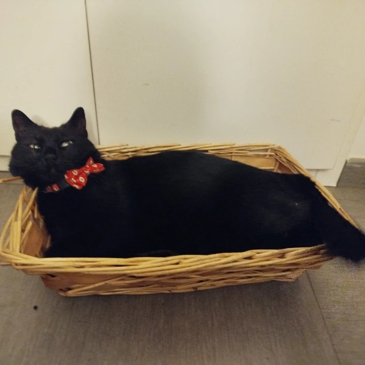 Tom