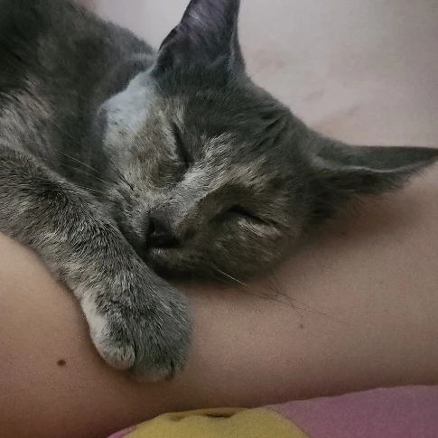 Mystie 