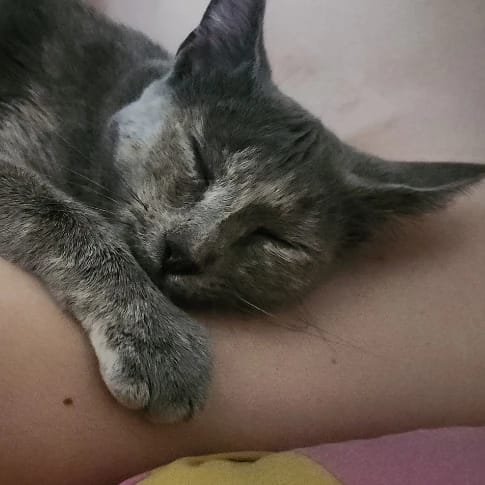 Mystie