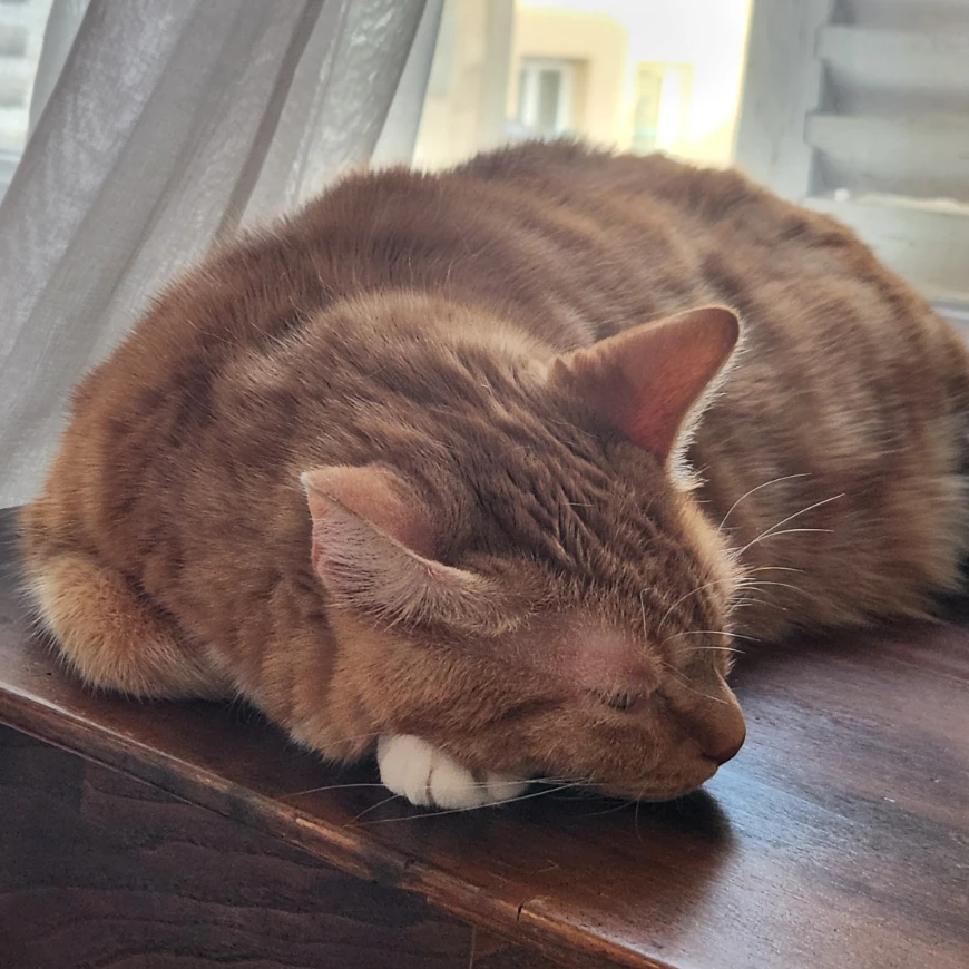 Garfield 