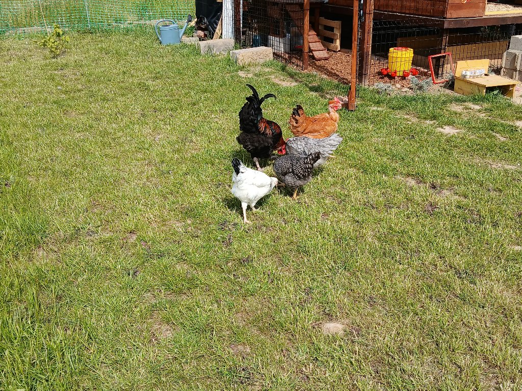 Ginger,Perle,villaine,godzilla, Nuggetz,Pop-corn, Gértrude 