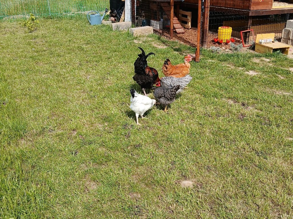 Ginger,Perle,villaine,godzilla, Nuggetz,Pop-corn, Gértrude