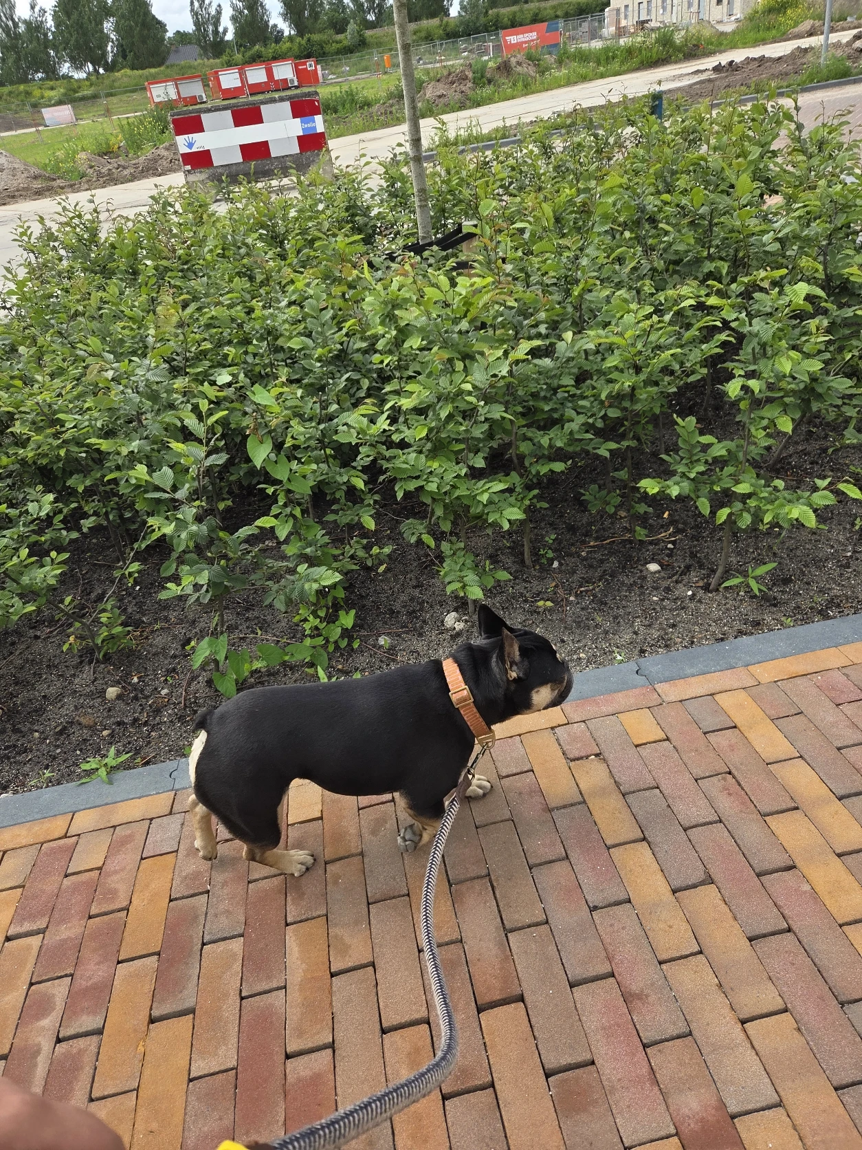 image-17