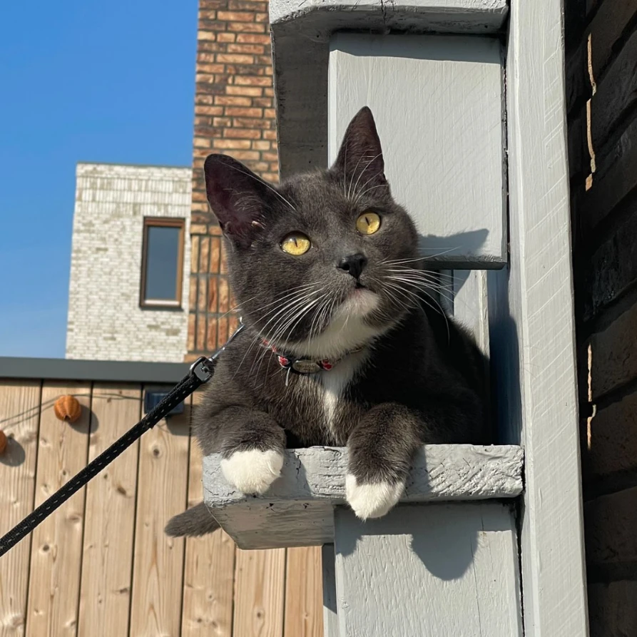 Nova