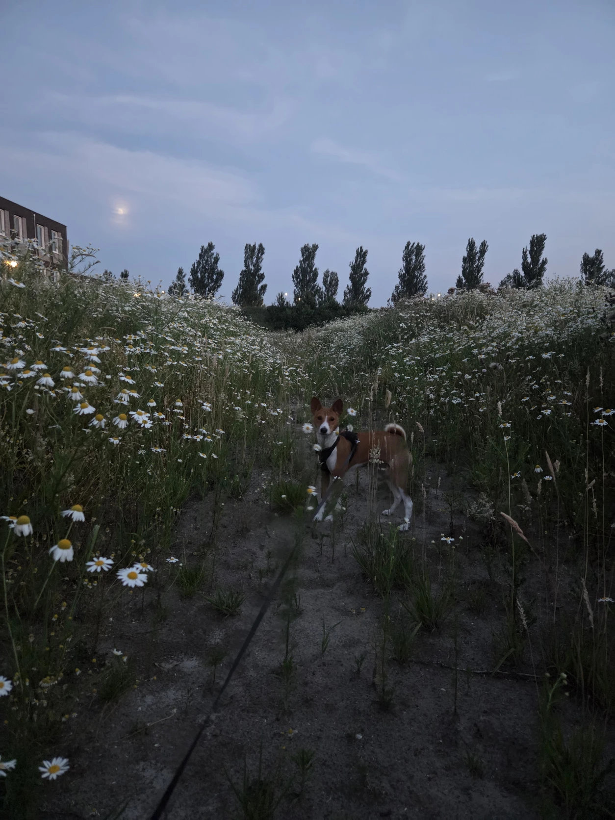 image-7