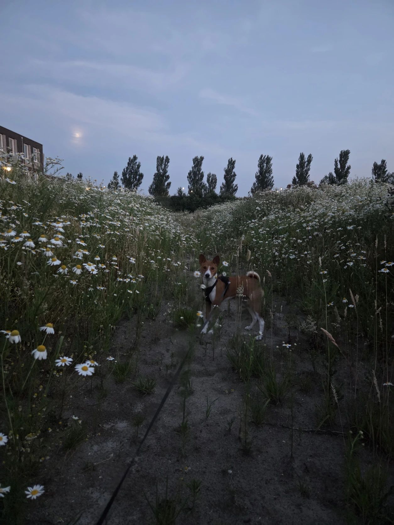image-7