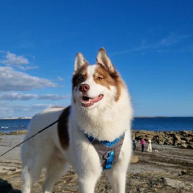 neron