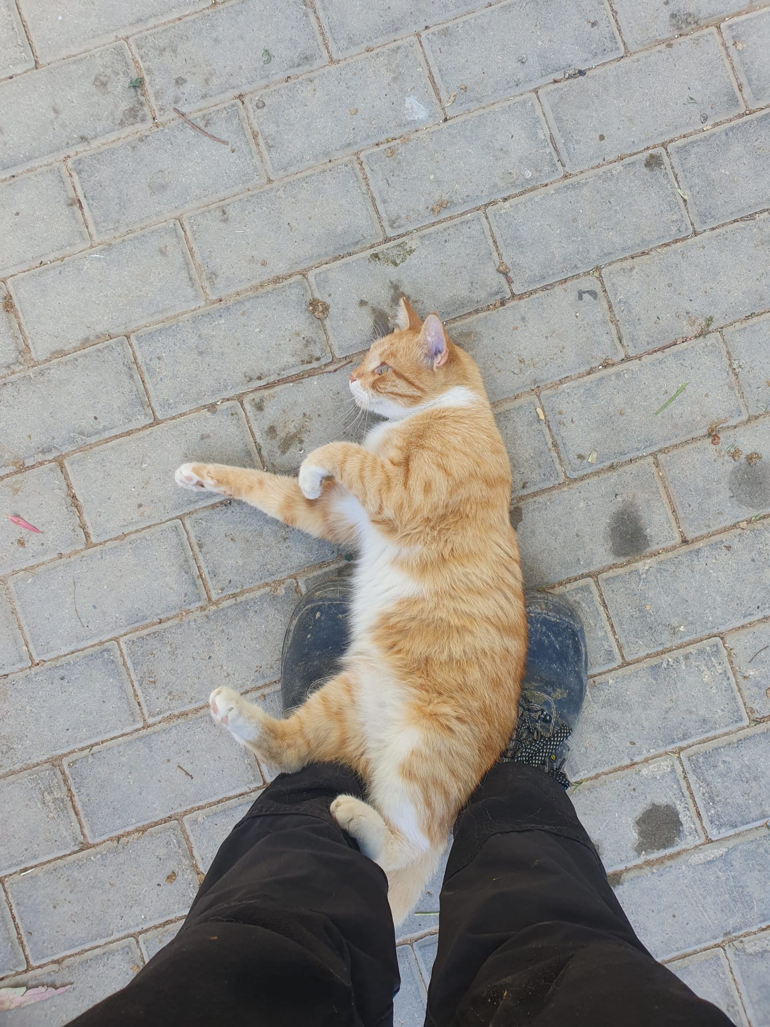image-10