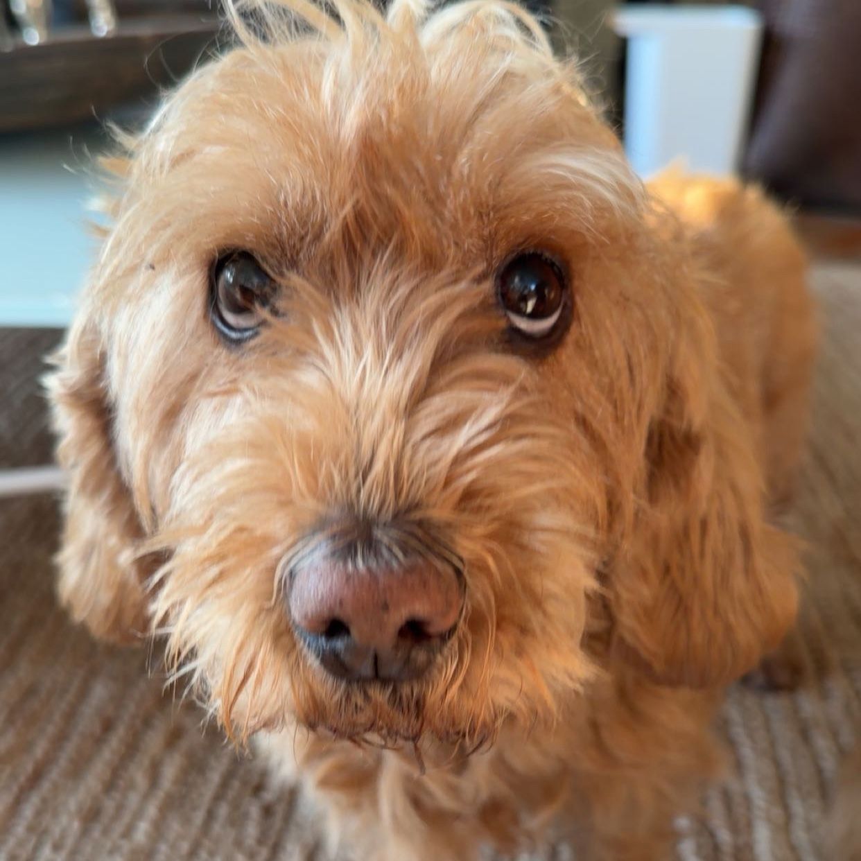 Coco