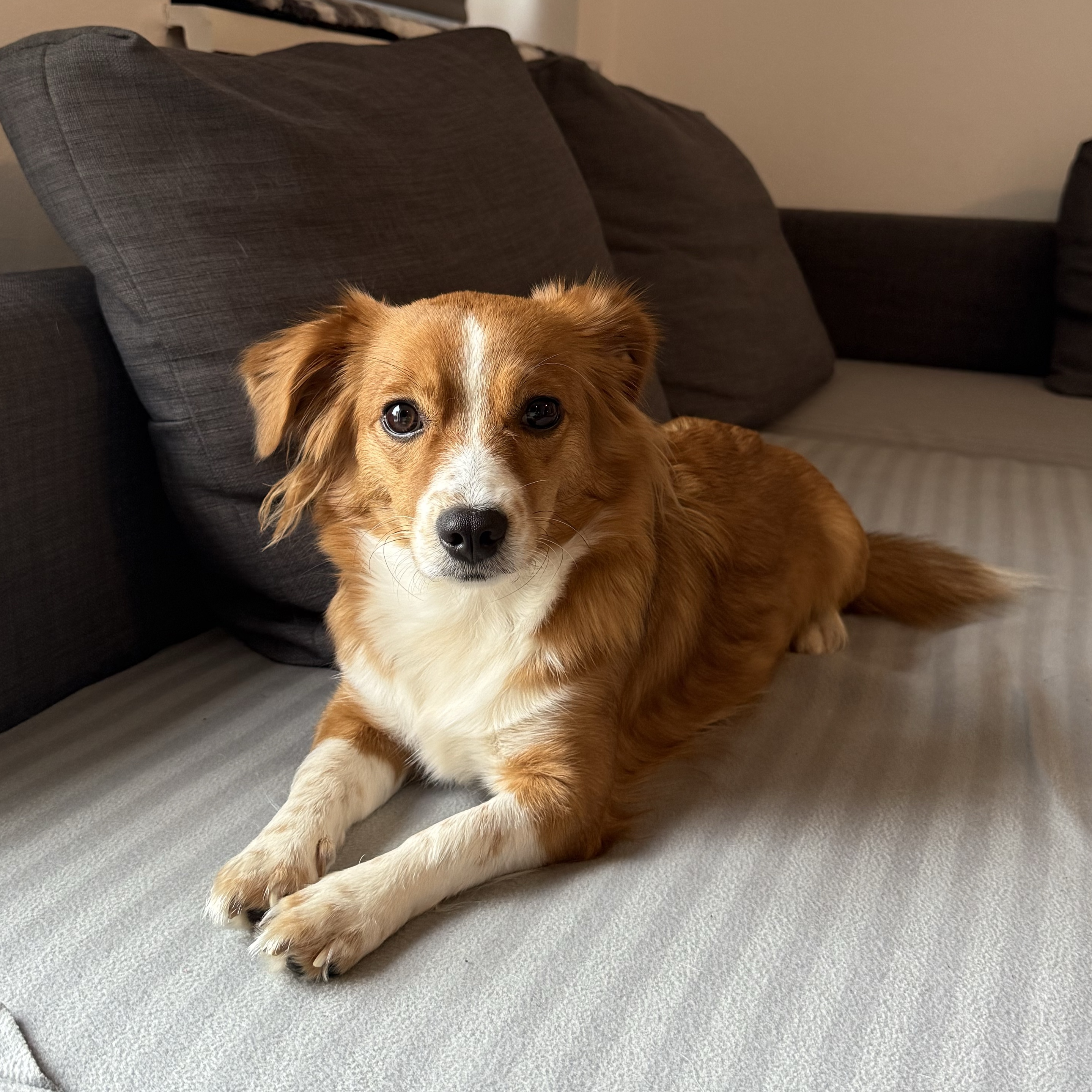 Neyla
