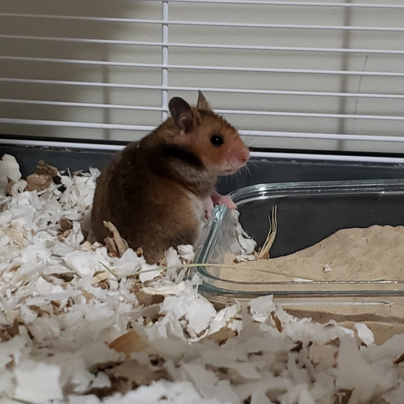 Leeloo (hamster)