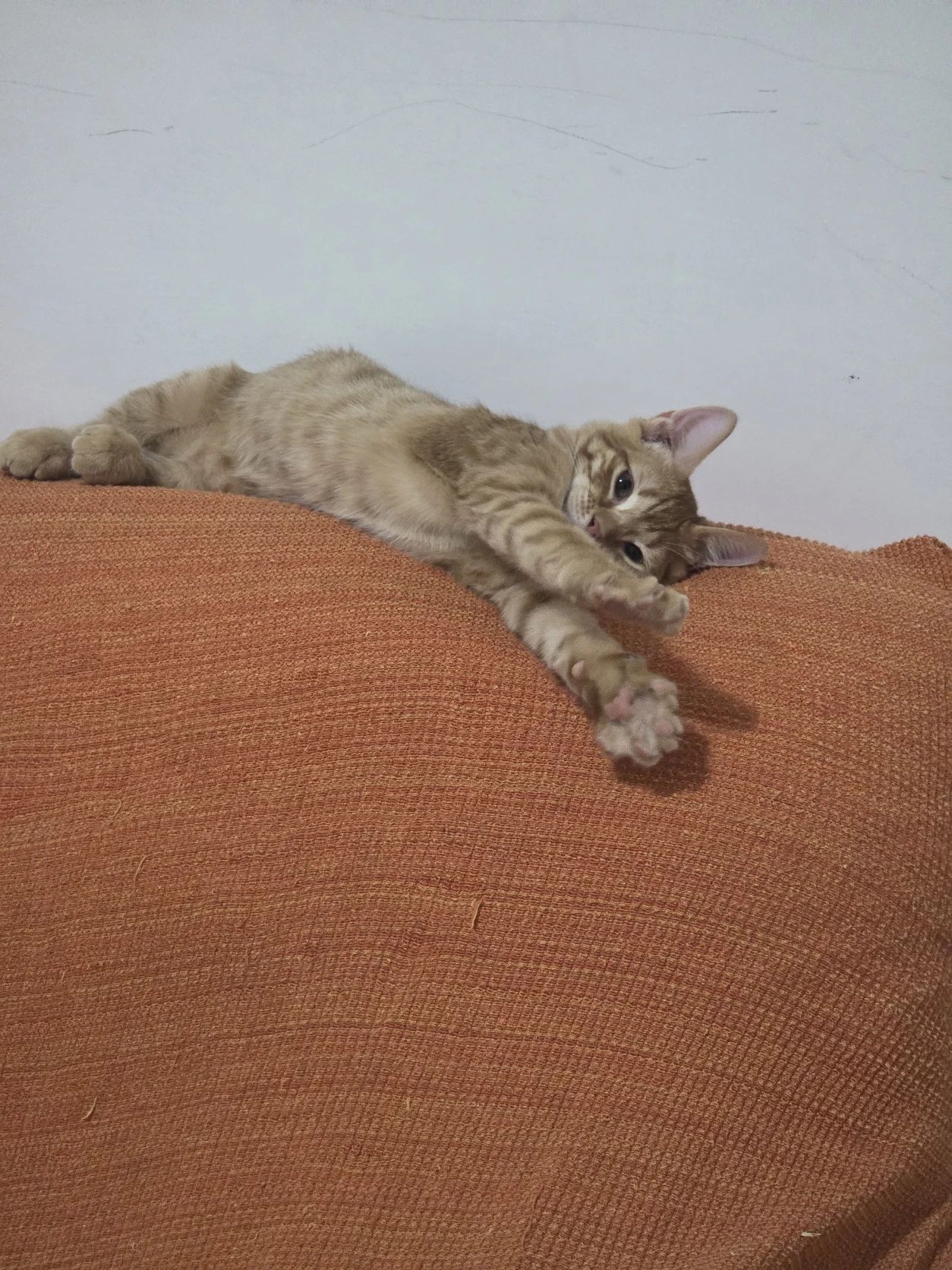 image-37