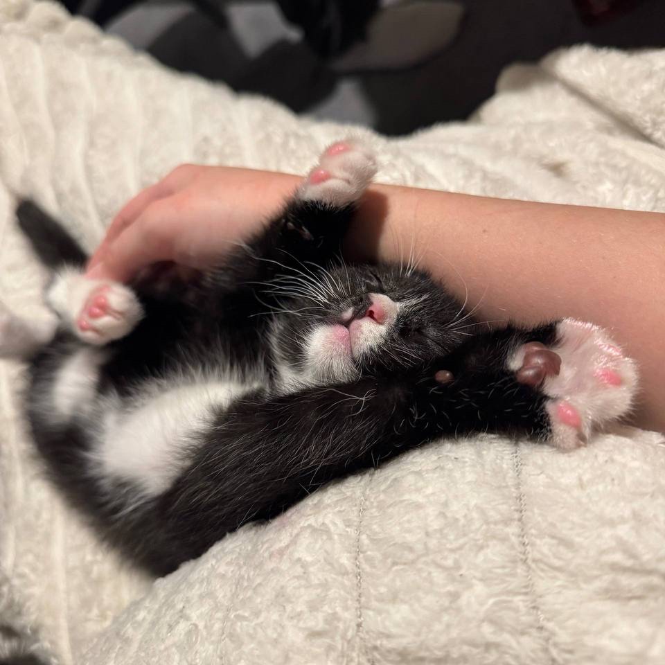 Loki