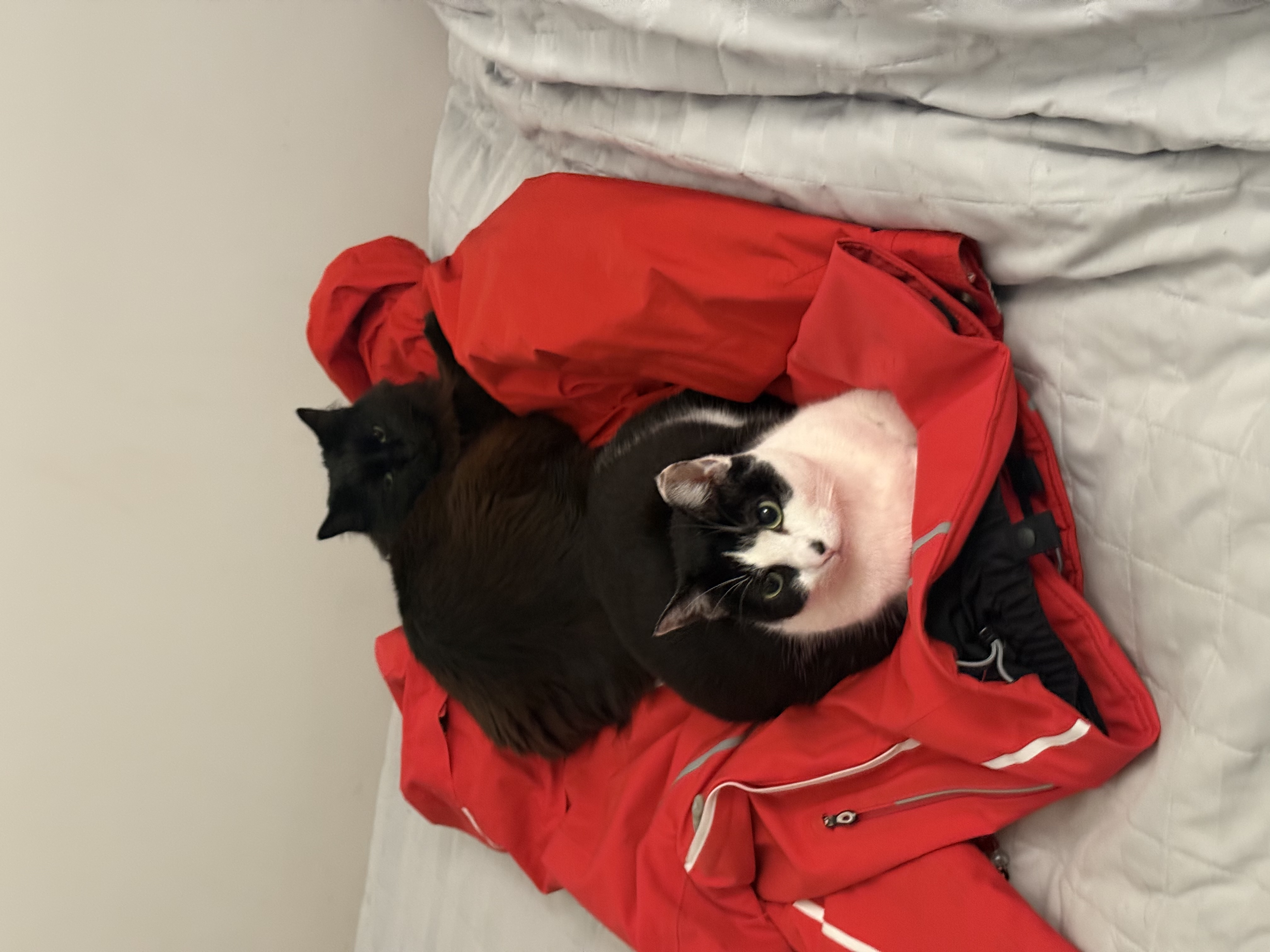 image-11