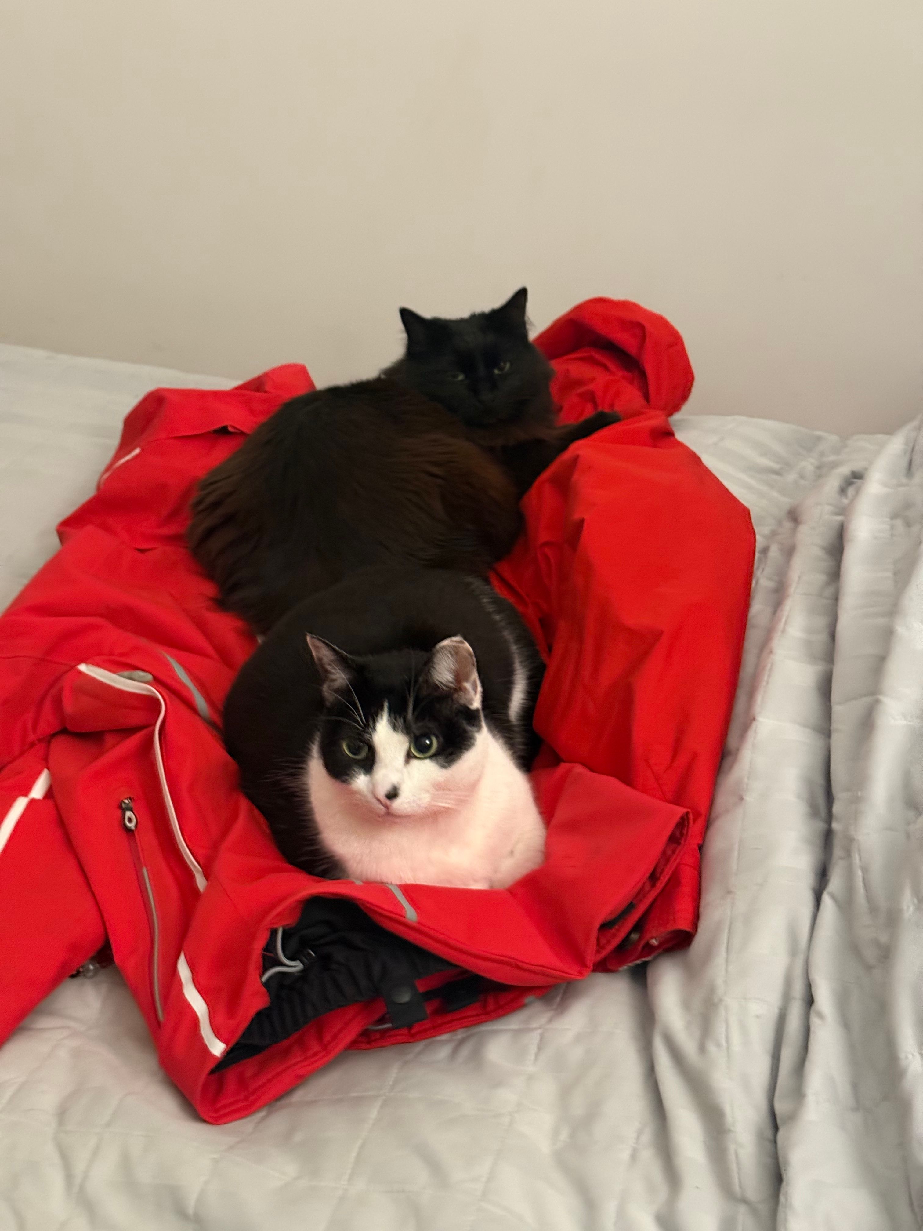 image-11