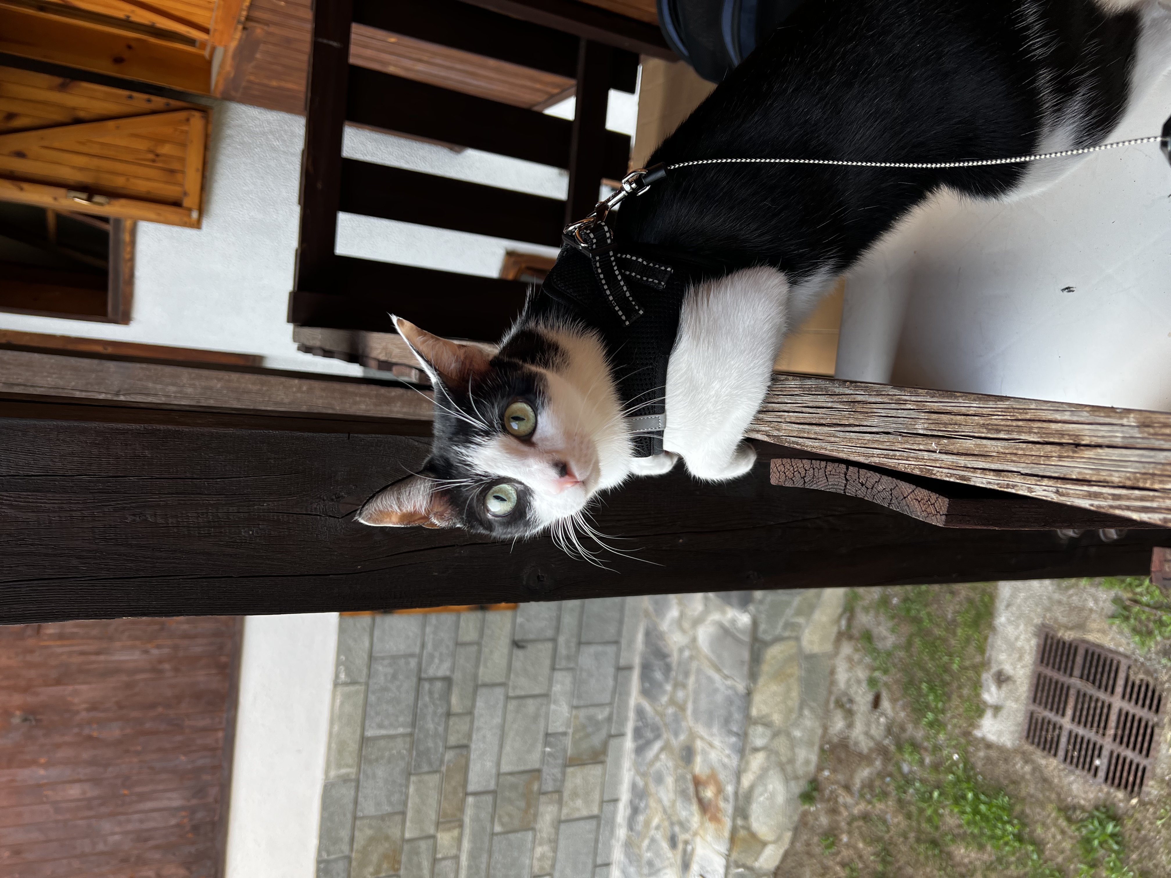 image-17