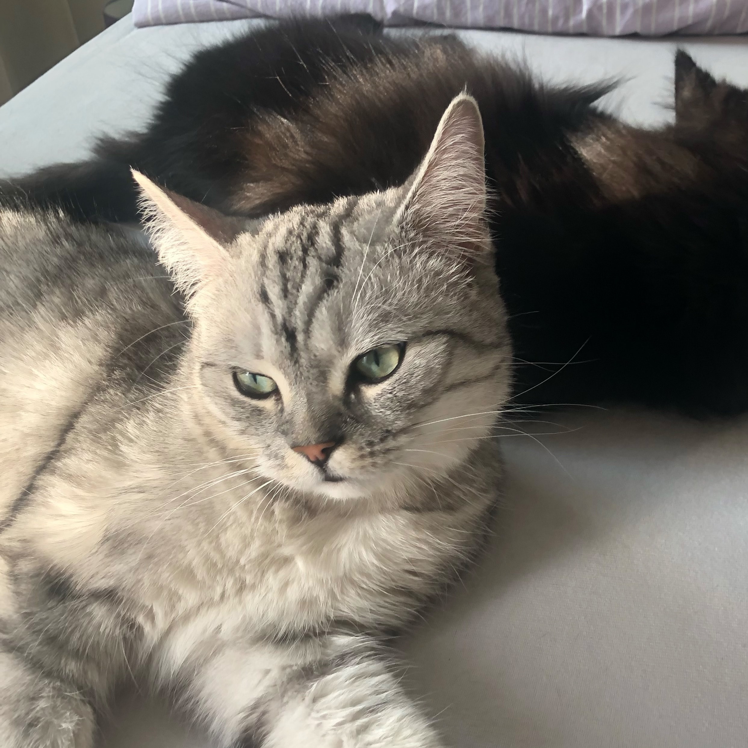 Ori