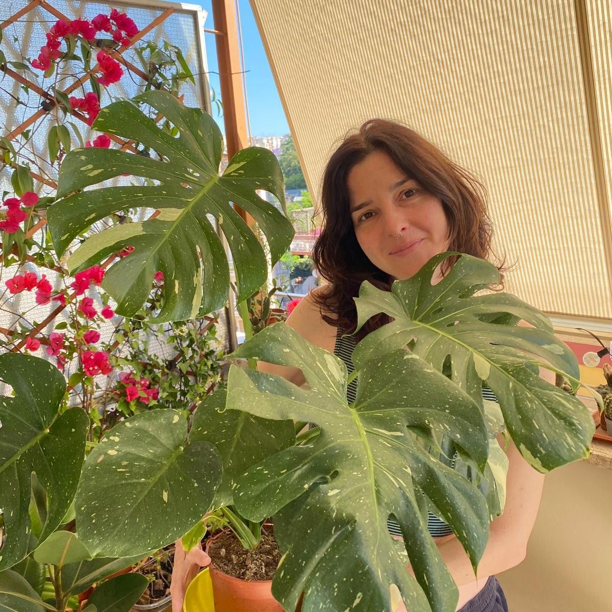 Flavia