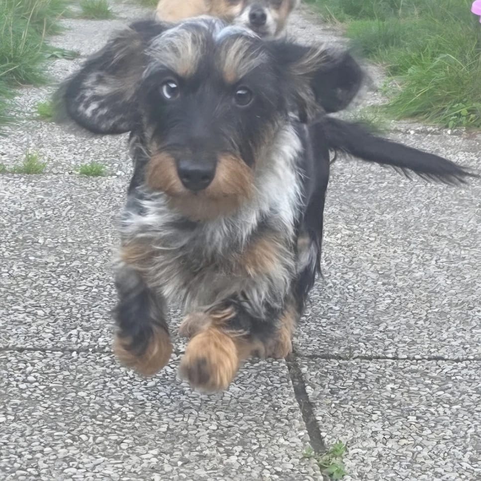 Poppie
