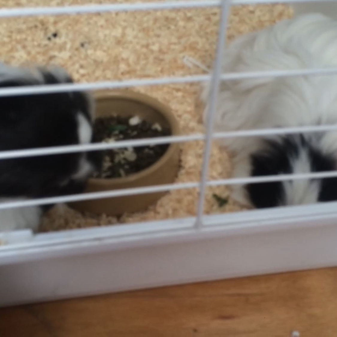 Salt and pepper (aka the sister shakers) 