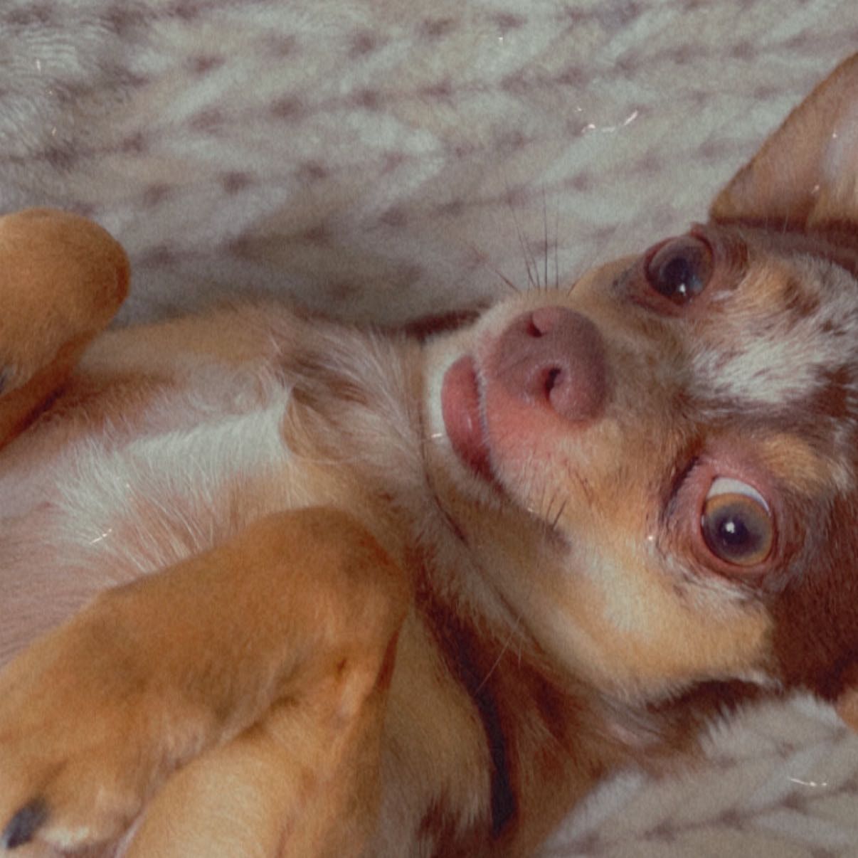 Tako