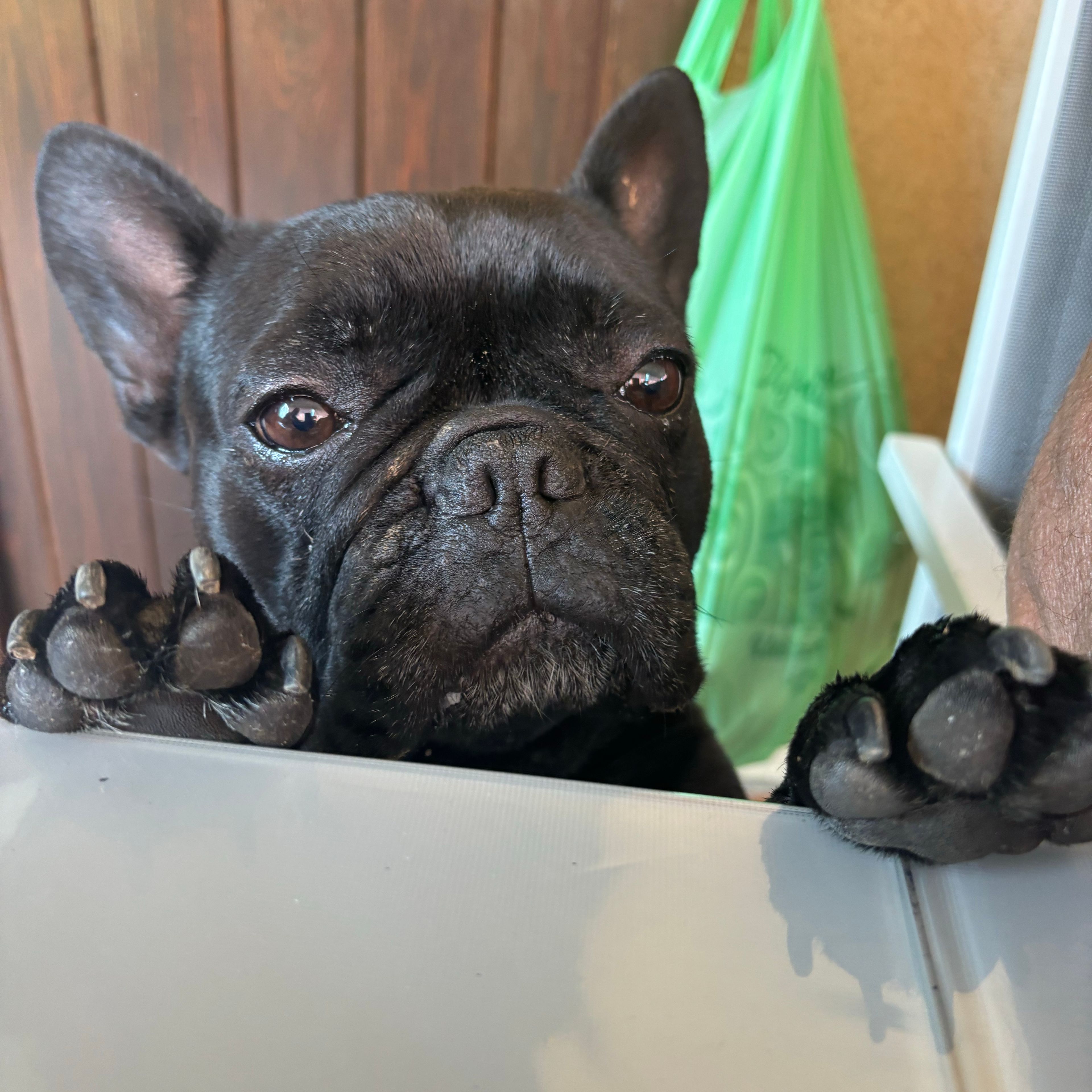 Lola