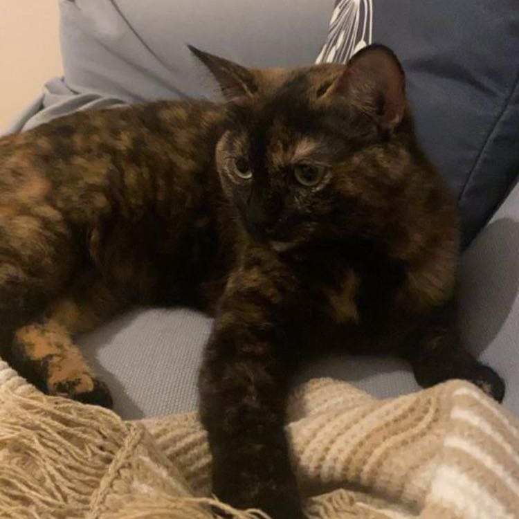 Mocha