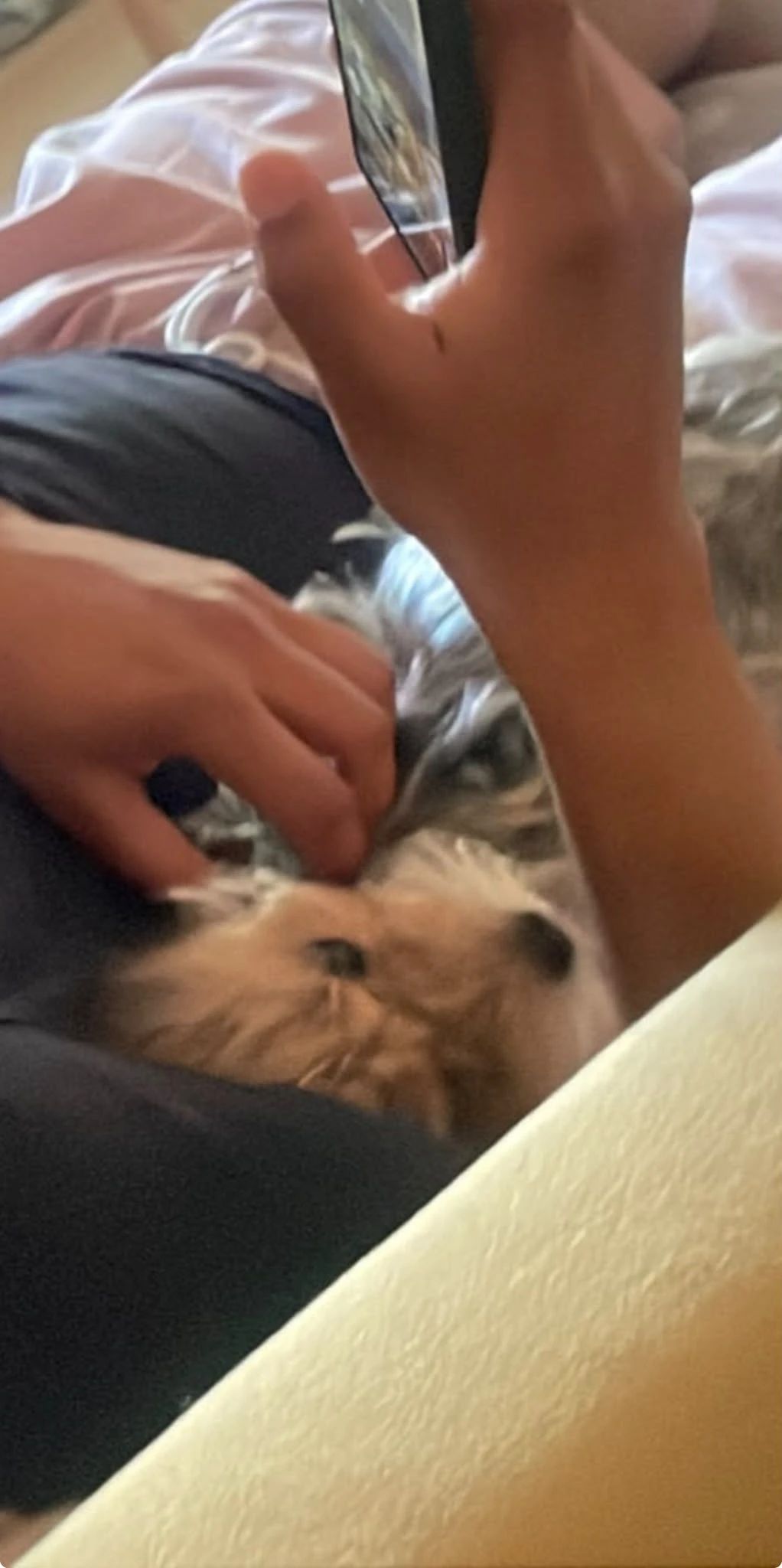 image-7