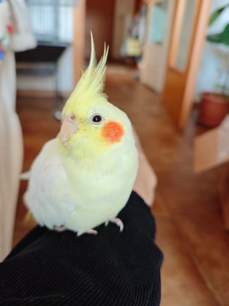 Cotton