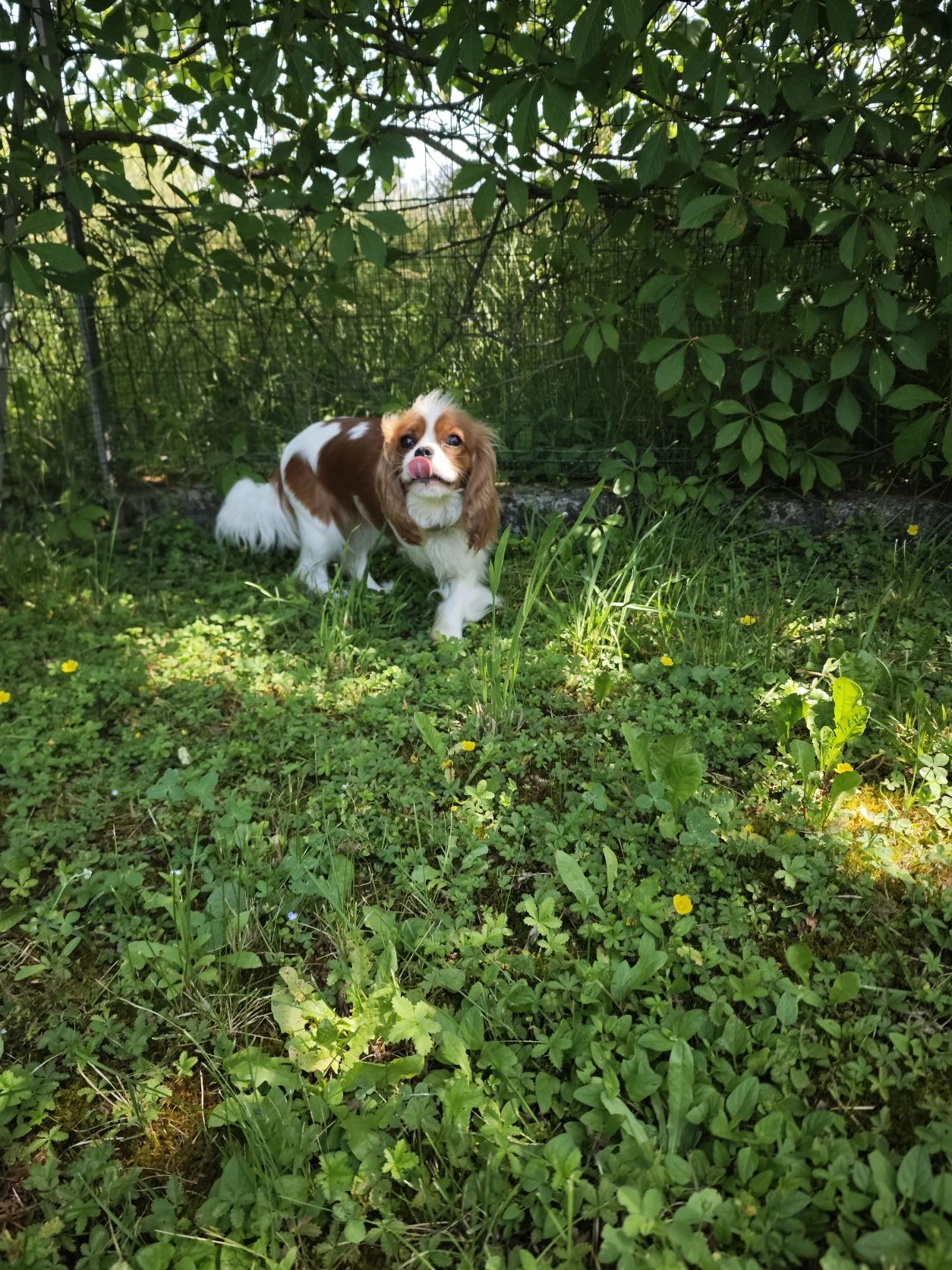 image-7