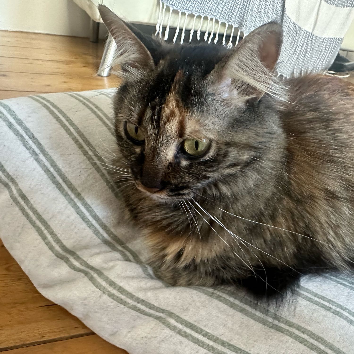 Rosie