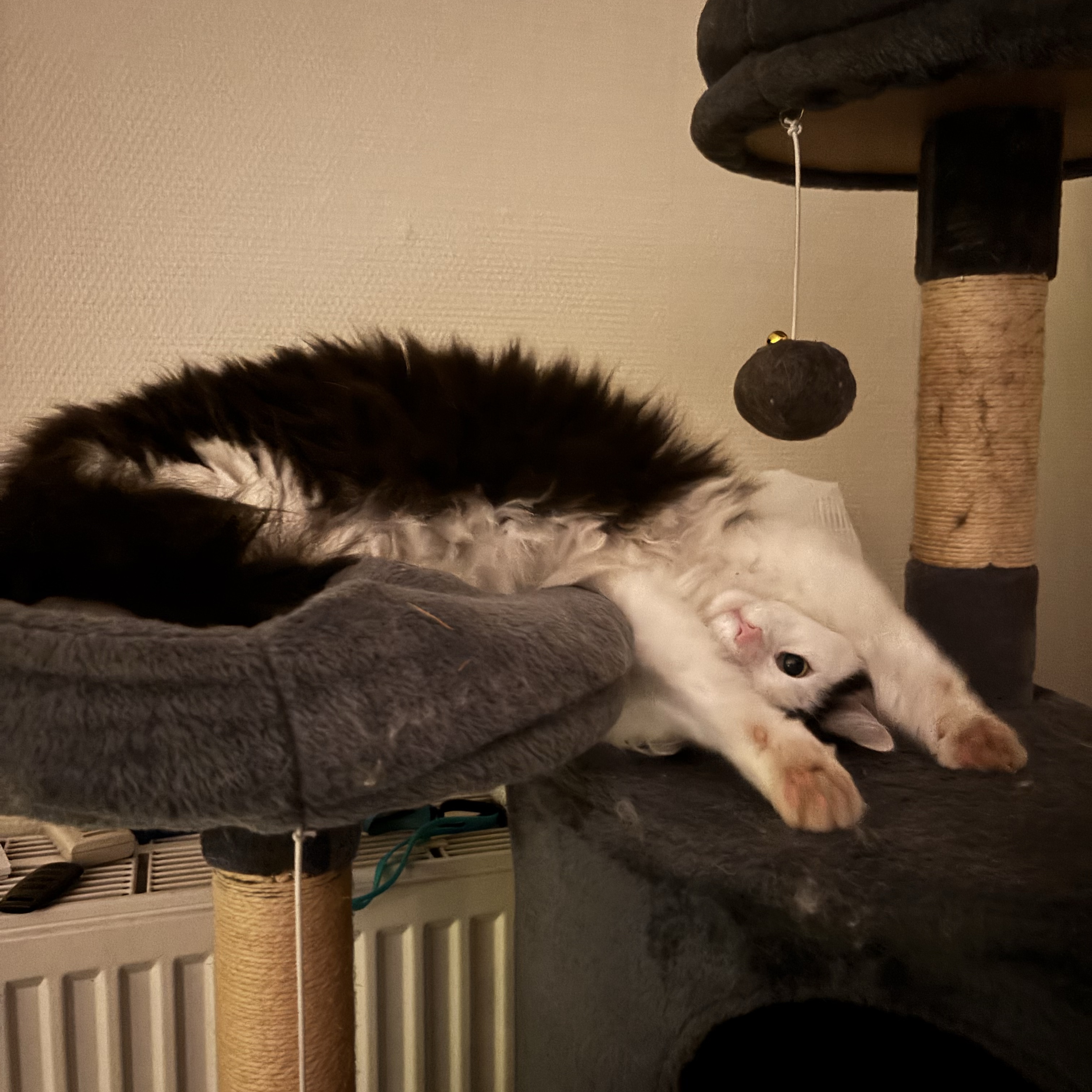 Nala