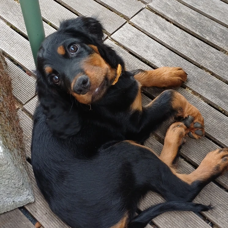 Molly