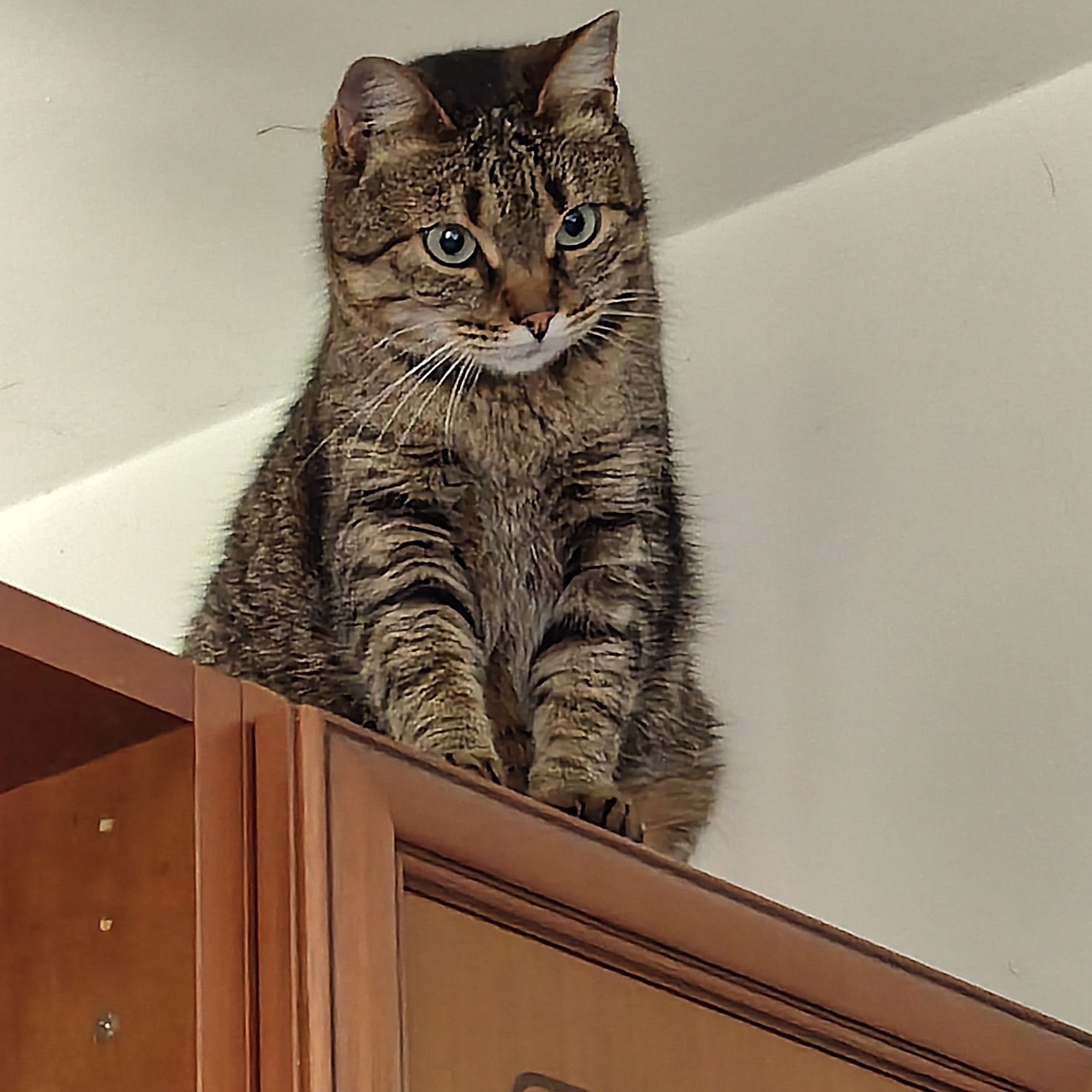 Mia