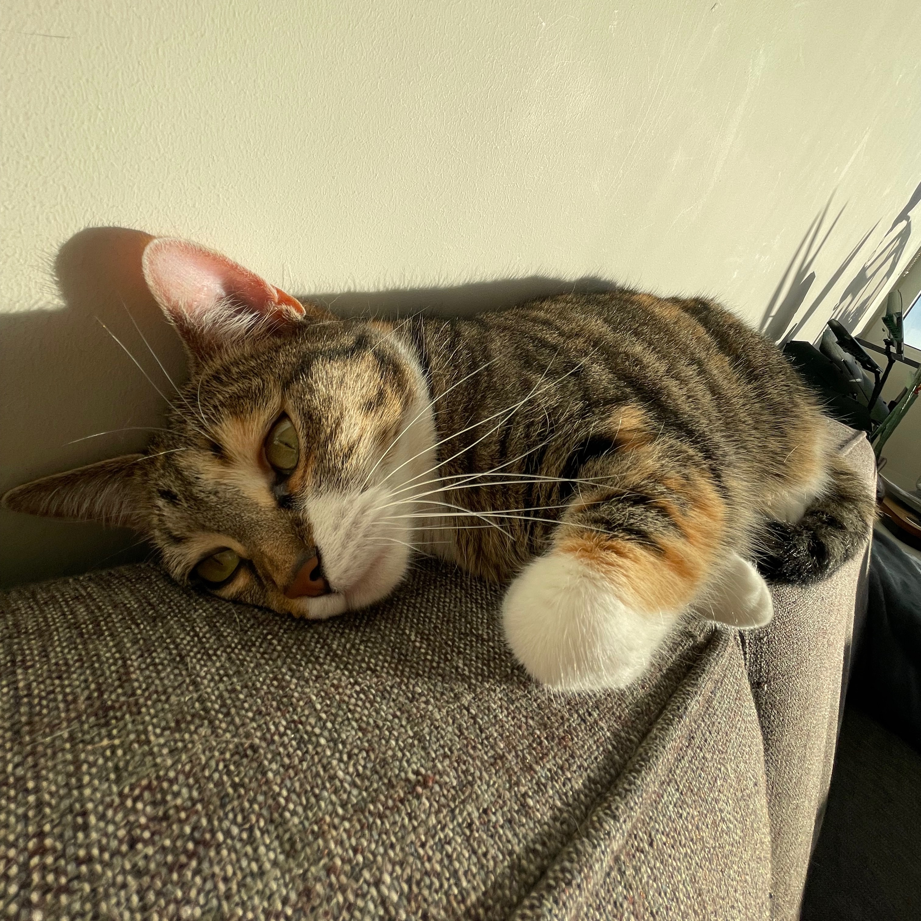 Mowie