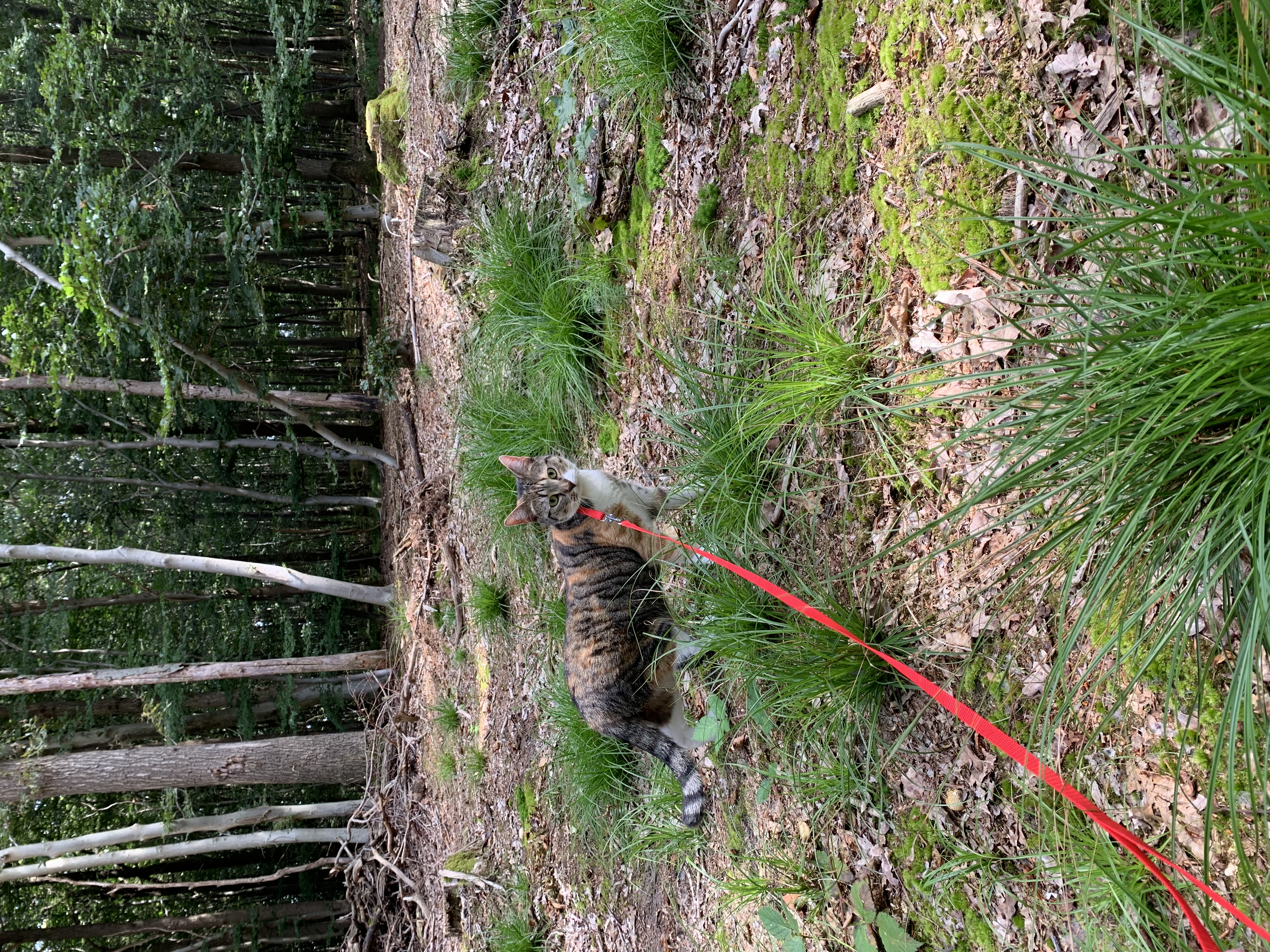 image-11