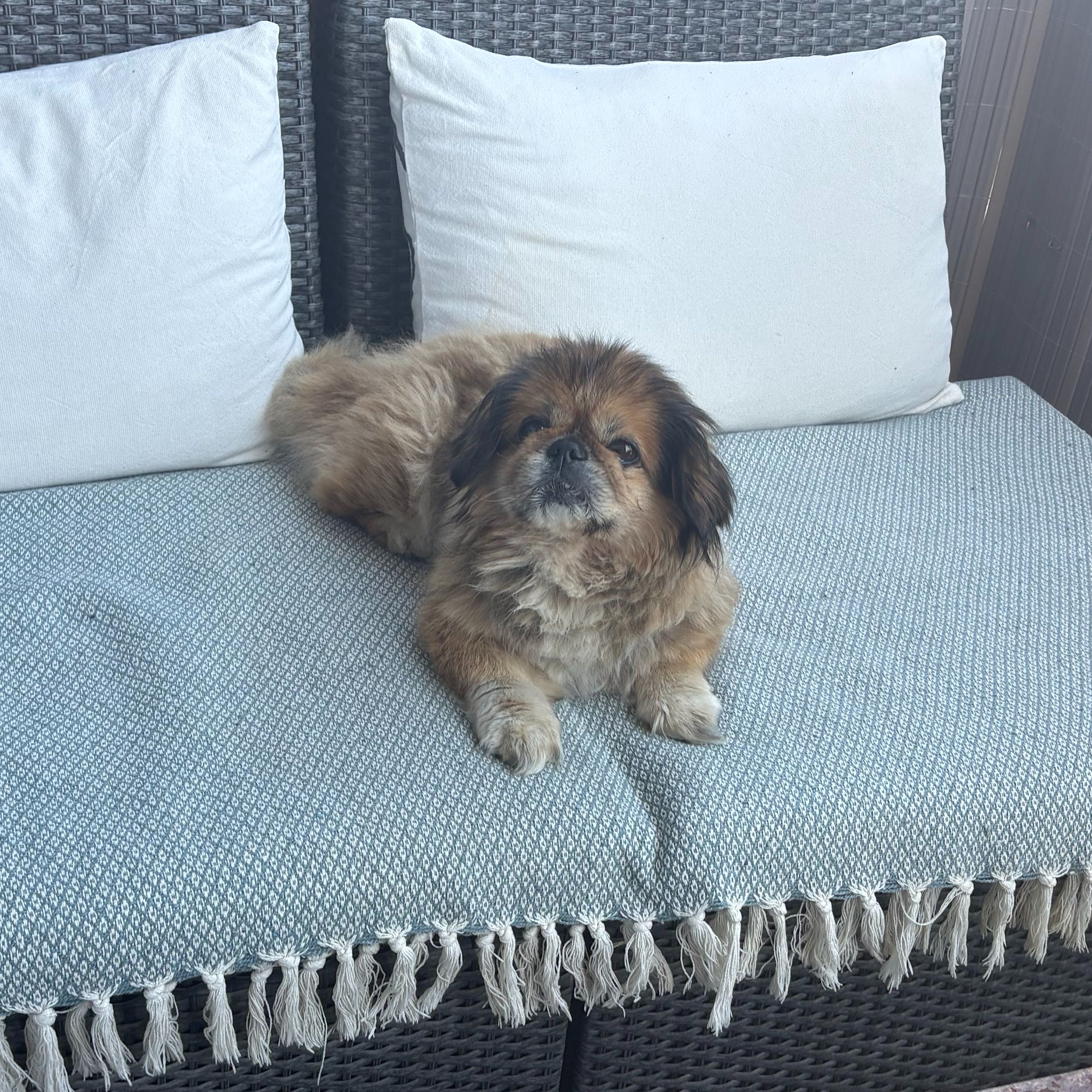 leo