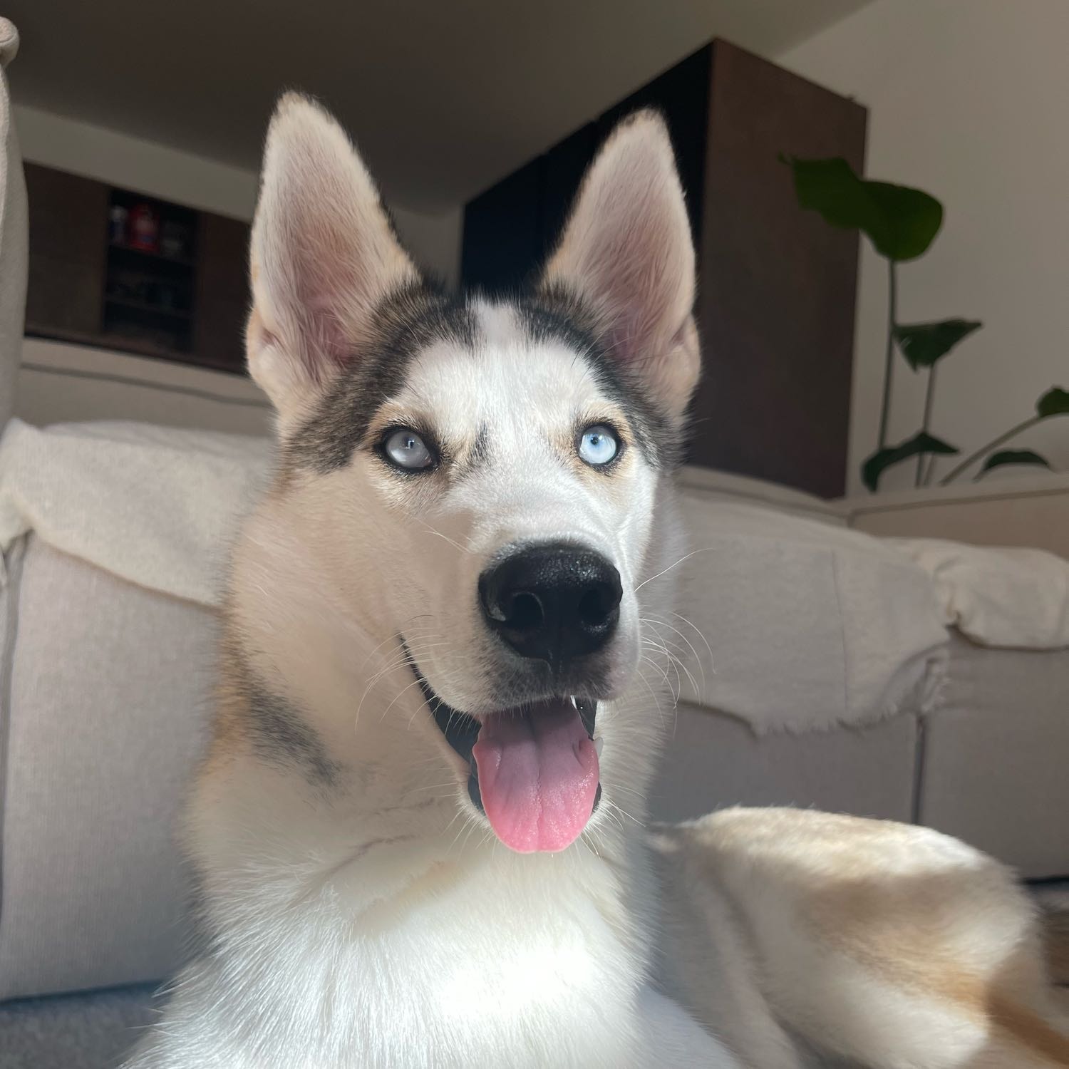 Nacho 