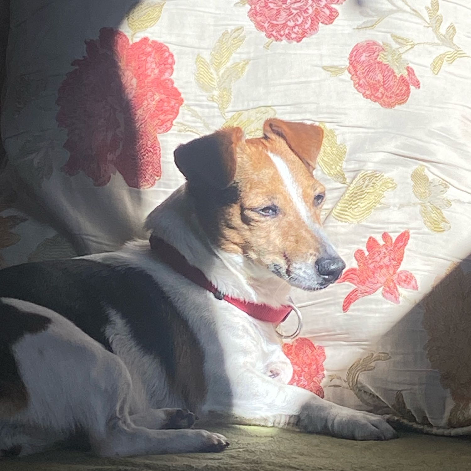 Ella