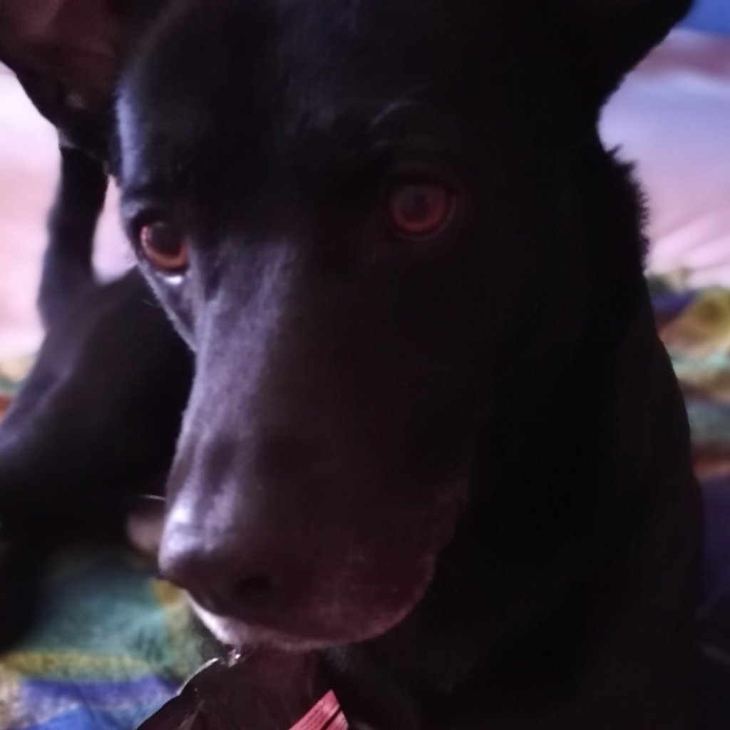 Nerone