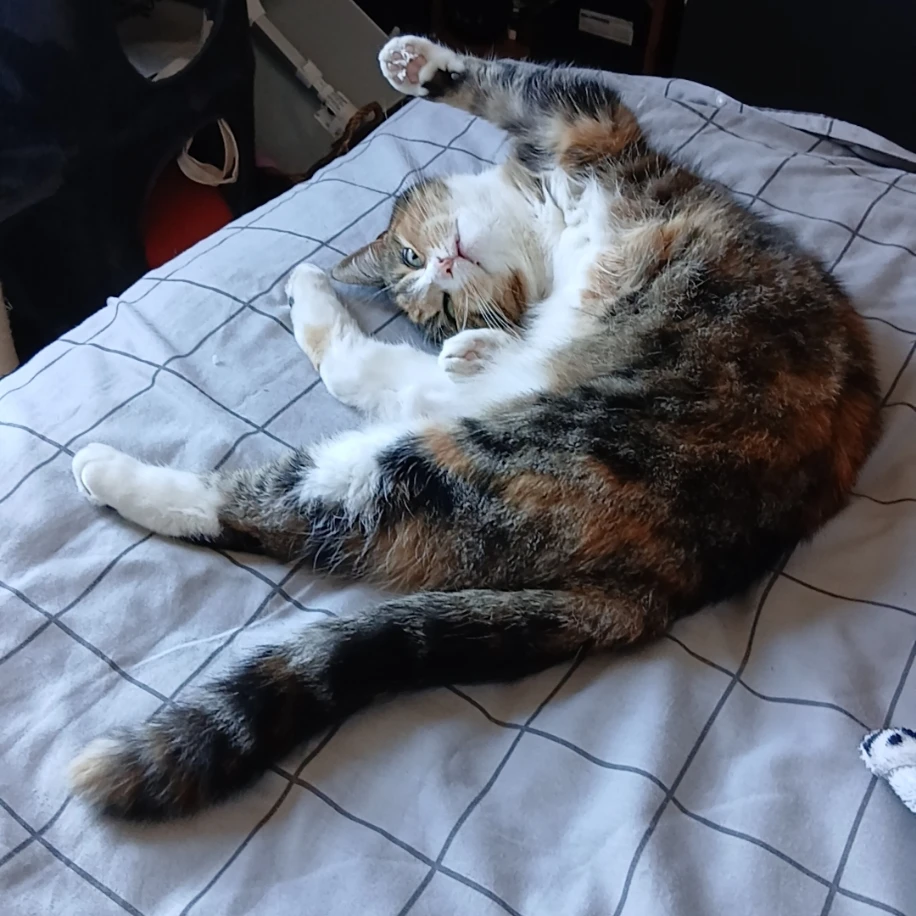 Meowmeow