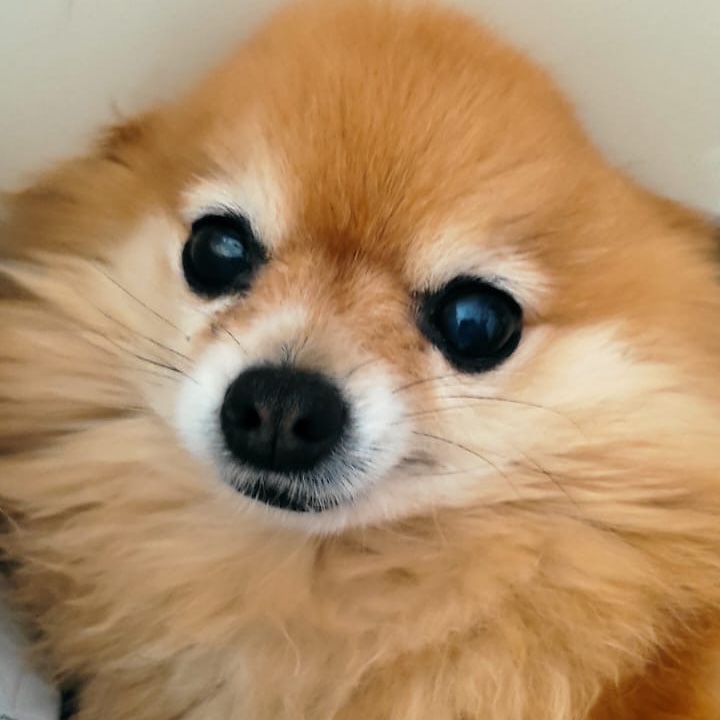 Sissi