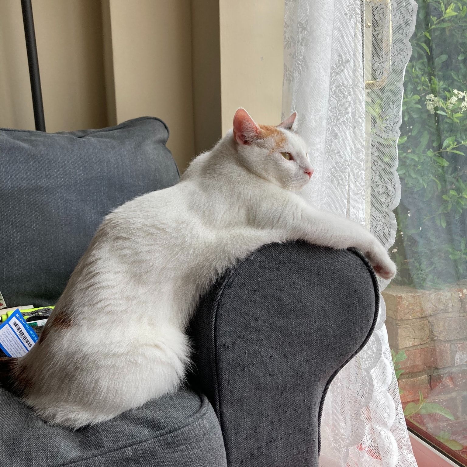 Lulu